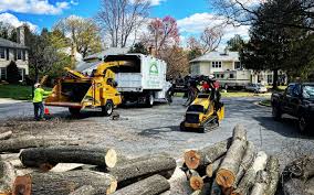 Best Tree Disease Treatment  in Woodworth, LA