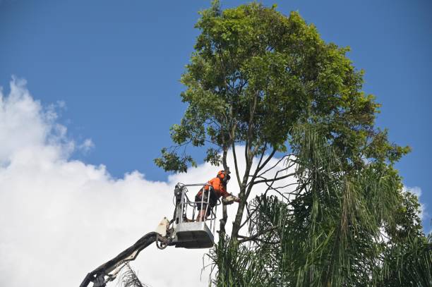 Best Tree Planting  in Woodworth, LA