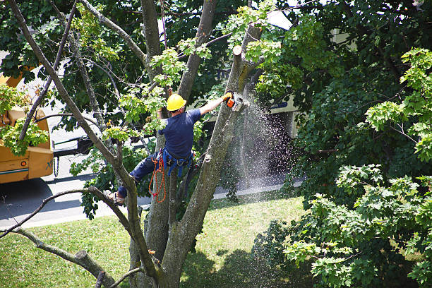 How Our Tree Care Process Works  in  Woodworth, LA